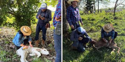 Realizan jornada de vigilancia sanitaria en ganado bovino en Sayaxché