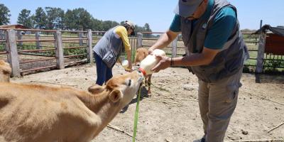 Verifican cumplimiento de medidas y atienden casos en granja de la USAC