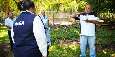 Impulsan producción de cítricos sanos para fortalecer economía en Retalhuleu