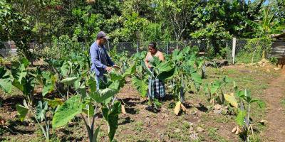 Impulsan cultivos nativos en Petén
