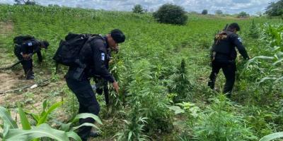 Erradicación de cultivos de marihuana supera los Q39 millones