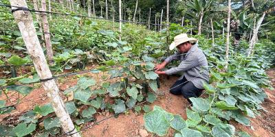 Asistencia mejora producción de hortalizas y el conocimiento frutícola en Zacapa