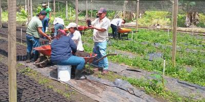 Fortalecen la producción forestal en Petén