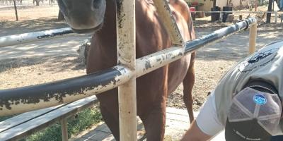 Atienden caso de Gusano Barrenador en equino