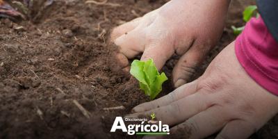 Diccionario Agrícola: Fertilidad del Suelo