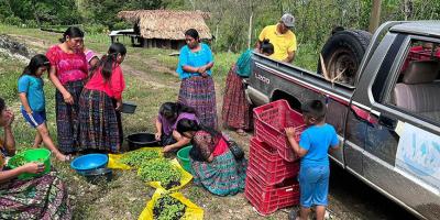 Entregados más de 120 mil pilones de hortalizas en Petén