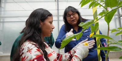 Exportación de semillas de hortalizas posiciona producción agrícola guatemalteca