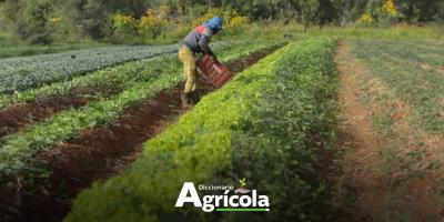 Diccionario Agrícola: Fitosanidad