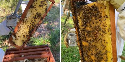 Guatemala conmemora el Día Mundial de las Abejas con crecimiento del sector apícola