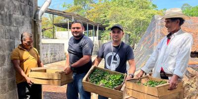 Impulsan el desarrollo cafetalero con la siembra de chapolas