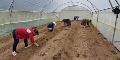 Mejores cosechas y reducción de pérdidas gracias a los cultivos protegidos
