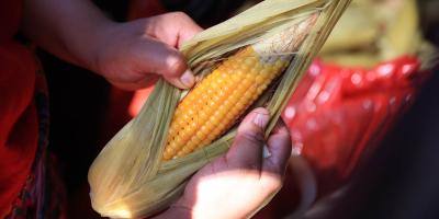 Producción sostenible de maíz y frijol