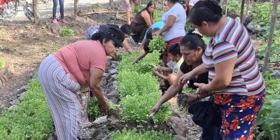Productores de Baja Verapaz obtienen resultados exitosos con cosechas de huertos locales