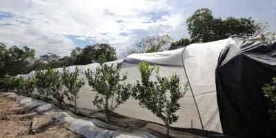 Recomendaciones para el agro por lluvias y calor imperante en el país