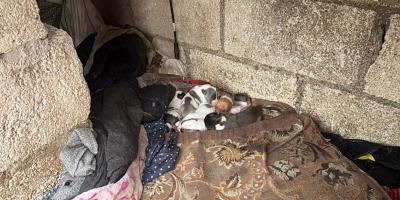 Resguarda a ocho animales por vivir en condiciones inadecuadas