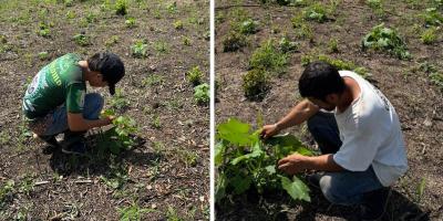 Se brinda asistencia para el manejo del cultivo de pepitoria