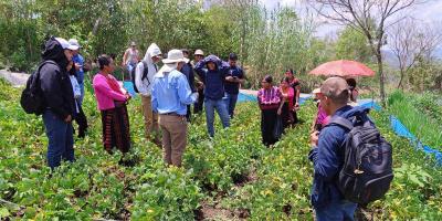 Transfieren tecnologías agrícolas a productores de frijol en Huehuetenango