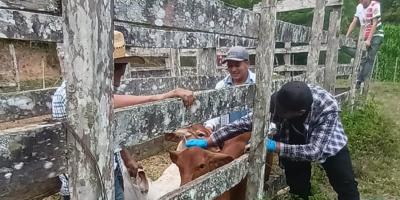 Vacunan a 116 bovinos contra la rabia en Zacapa