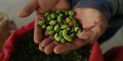 El cardamomo fortalece la economía y la salud de miles de familias guatemaltecas