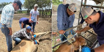 Curan a más de cuatro mil bovinos contra el Gusano Barrenador