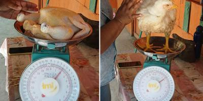 Avanza producción de pollo de engorde en comunidades de San Francisco