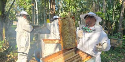 Cosechan más de mil libras de miel en San Andrés