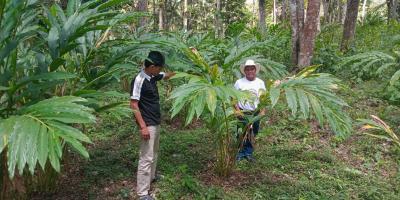 Brindan asistencia a productores de cardamomo en Petén