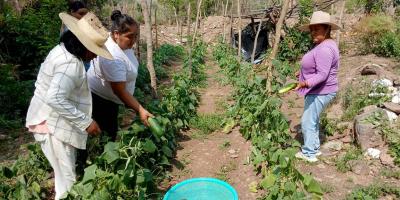 Producción de hortalizas tecnificadas fortalece economía de familias en Zacapa 