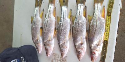 Realizan sexto monitoreo de pesca en el Caribe guatemalteco