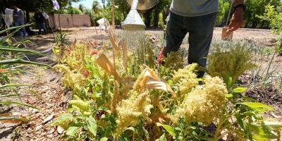 Diccionario Agrícola: Plantas Nativas