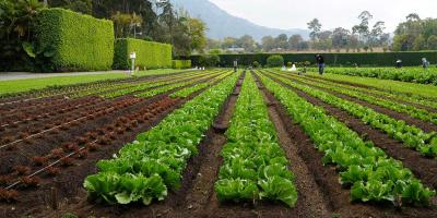 Diccionario Agrícola: Parcela Demostrativa