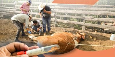 Acciones para prevenir y controlar el gusano barrenador