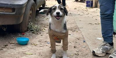 Lucha contra el abandono empieza en casa
