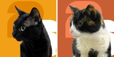 Estos gatitos buscan una familia que les regale amor y un hogar para siempre