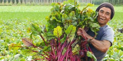 Día Mundial de las Verduras y Hortalizas Frescas