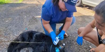 Atienden a perros con miasis como parte del control del Gusano Barrenador