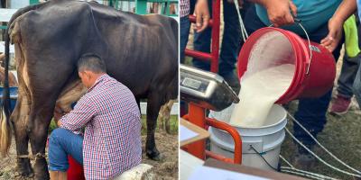 Calidad del hato lechero petenero destaca en concurso de ordeño