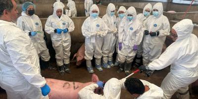 Futuros veterinarios mejoran conocimientos para la detección de enfermedades porcinas