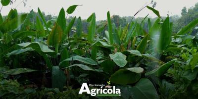 Diccionario Agrícola: Zonas de Recarga Hídrica