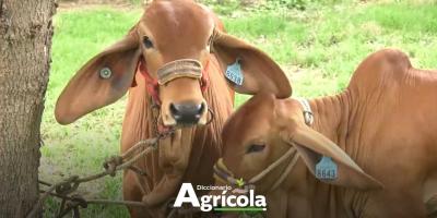 Diccionario Agrícola: Trazabilidad