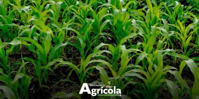 Diccionario Agrícola: Asociación de Cultivos
