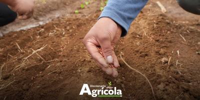 Diccionario Agrícola: Selección de semilla en campo