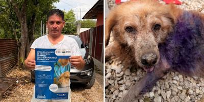 Verifican evolución de perro afectado por Gusano Barrenador
