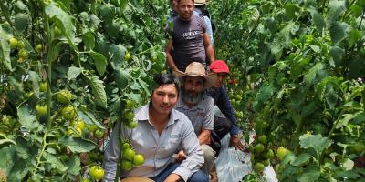 En Tejutla impulsan variedades resistentes en cultivos de tomate 