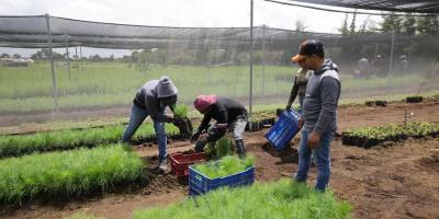 Entrega de plantas forestales fortalece la restauración de cuencas y el desarrollo rural