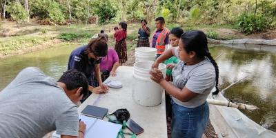 Fortalecen capacidades en cultivo de tilapia en Sayaxché