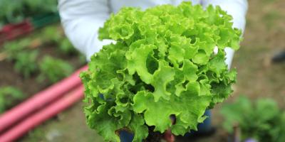 ¿Conoce los beneficios de consumir lechuga?