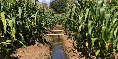 Lluvias intensas y altas temperaturas elevan riesgos para cultivos y ganado
