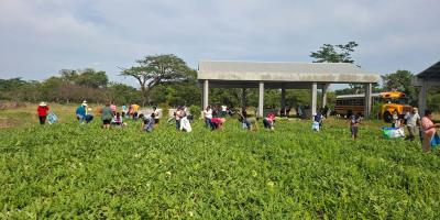 Productores de Santa Rosa abastecen sus hogares con cultivos de ciclo corto