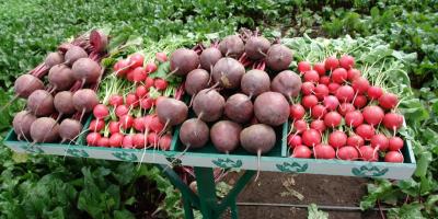 La importancia de las verduras y hortalizas frescas